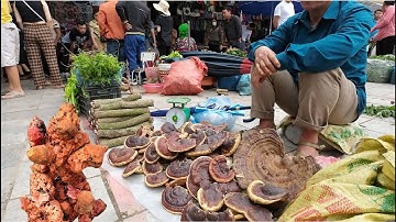 CHỢ THẢO DƯỢC LỚN NHẤT TÂY BẮC BÁN TOÀN LOẠI QUÝ GIÁ | NGVC