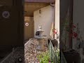 Rock Garden: A Sunny Fall Afternoon with GentleBreeze🍁🌺 #Water fountain #relaxation
