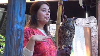 Flights of Wonder Full Show Animal Kingdom Disney