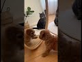 Do you think the cat is having fun?  #funnyanimal #funny #cat #puppy #cute #dog #catvideos #funnycat