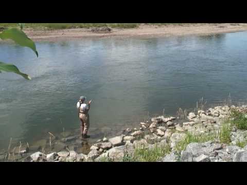 Red Deer River trophy brown trout fly fishing