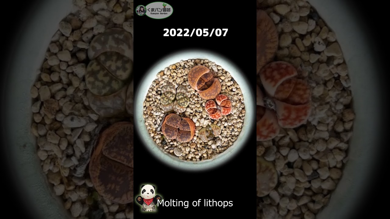 多肉植物 リトープスの脱皮（タイムラプス）Molting of lithops (Time lapse Succlent)