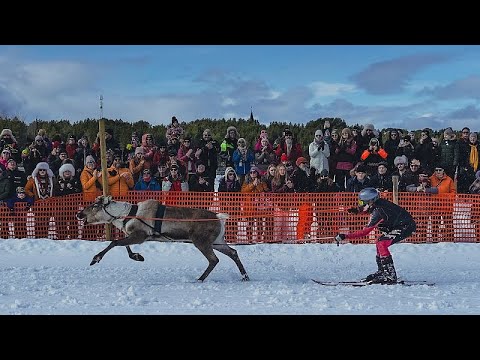 Euronews em Português: Finlândia já tem um campeão das corridas de renas