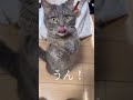 朝の朝礼に参加する猫って見たことありますか? #猫 #マンチカン #shorts