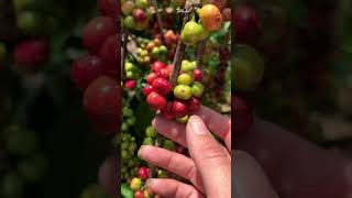 Pantas Luwak Suka Buah Kopi