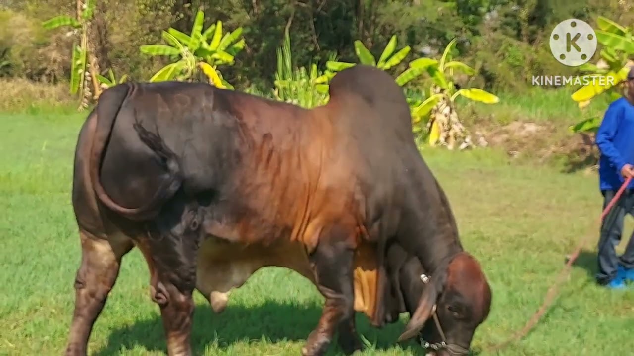 Mr.march008.อาปาเช่