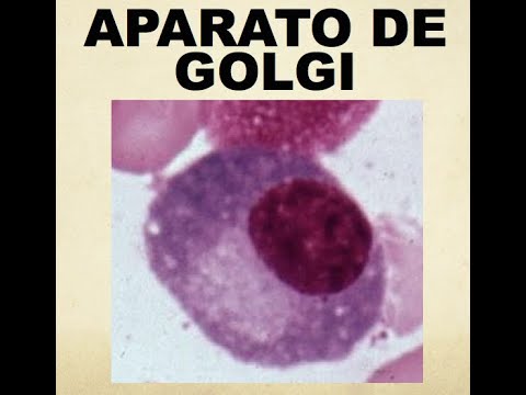 Vídeo: On es formen les vesícules a l'aparell de Golgi?