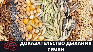 Семя  Доказательство дыхания семян Опыт