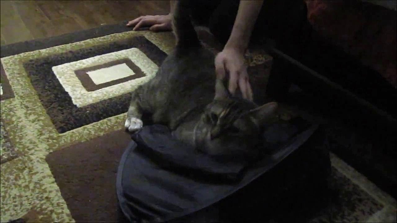 [NEKO TIME] she loves Boyfriend more than me YouTube