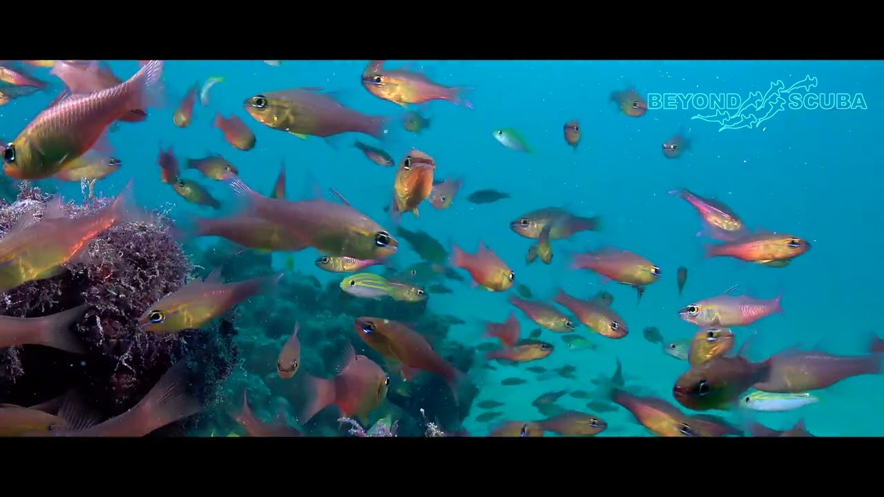 A Coral Grouper (Cephalopholis miniata) dashes into a shoal of Goldbelly Cardinalfish