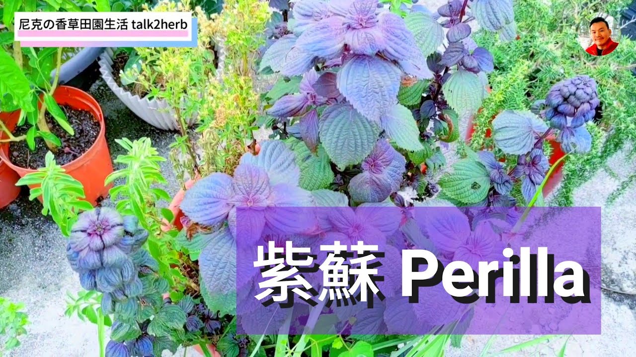 紫蘇 Perilla ペリラ 紫蘇栽培與應用 紫蘇粉diy Youtube