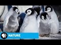Emperor Penguin Chicks' Life Cycle