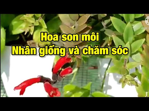 Video: Mimulus (60 ảnh): Cây Son Môi ở Bãi đất Trống, Cây Mimulus đỏ (tím) Và Vàng, Lai Và Vện, Trồng Và Chăm Sóc