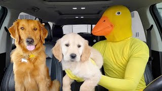 Rubber Ducky Surprises Puppy with Car Ride