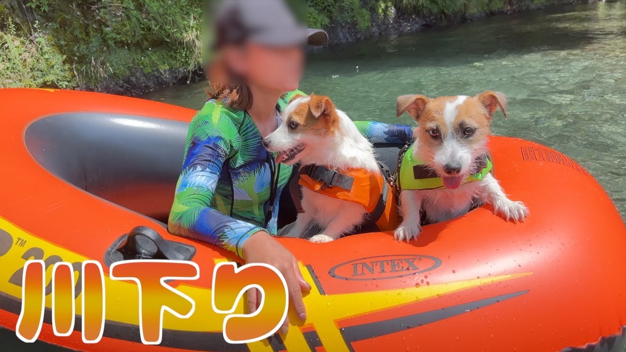 【山中湖旅】愛犬とボートに乗って川下りをしました/ジャックラッセルテリア