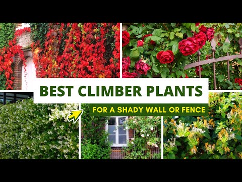 Best Climbing plants for a Shady Wall or Fence ✅