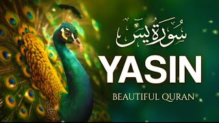 Surah Yasin in Best and Soft Voice screenshot 4