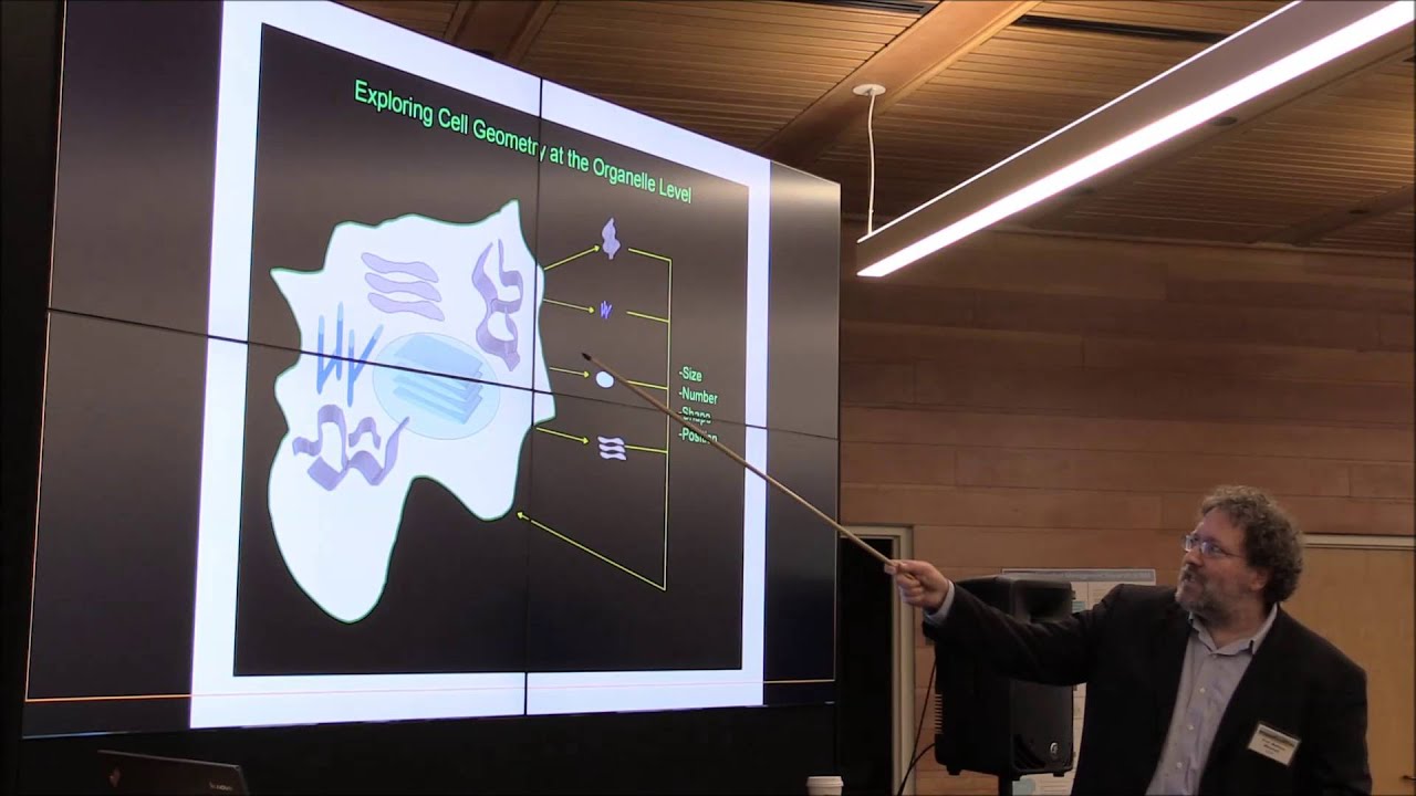 How living cells solve geometry problems youtube