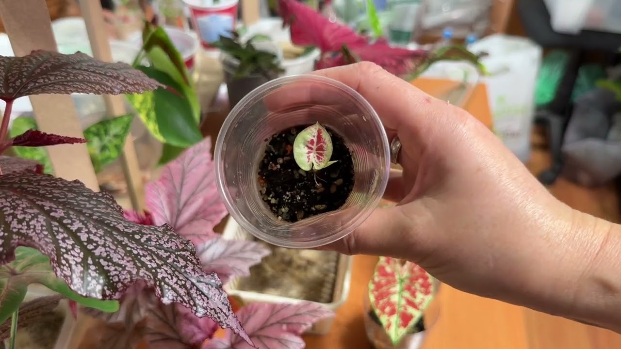 Как правильно выбрать тот самый каладиум - рассказываем все нюансы с живыми примерами