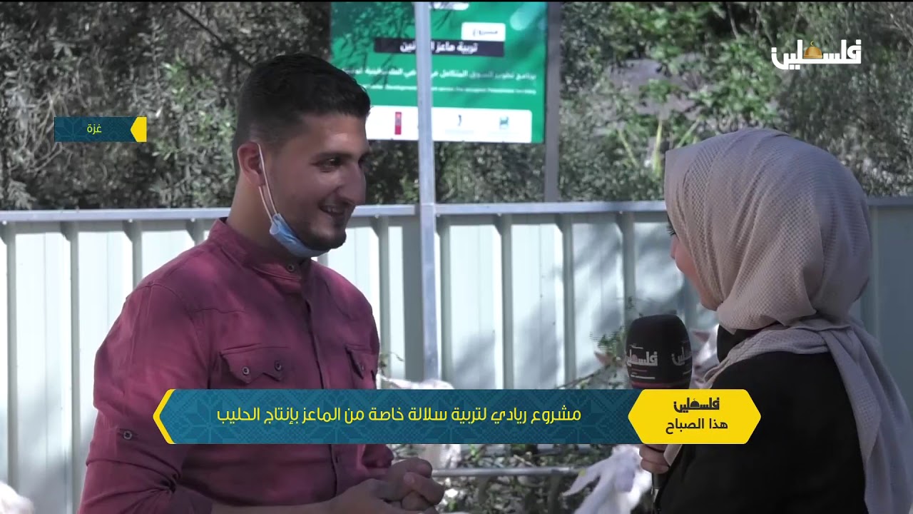 مشروع ريادي لتربية سلالة خاصة من الماعز بإنتاج الحليب