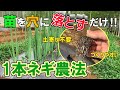 【改正版】１本ネギの栽培方法　タネのハシモト