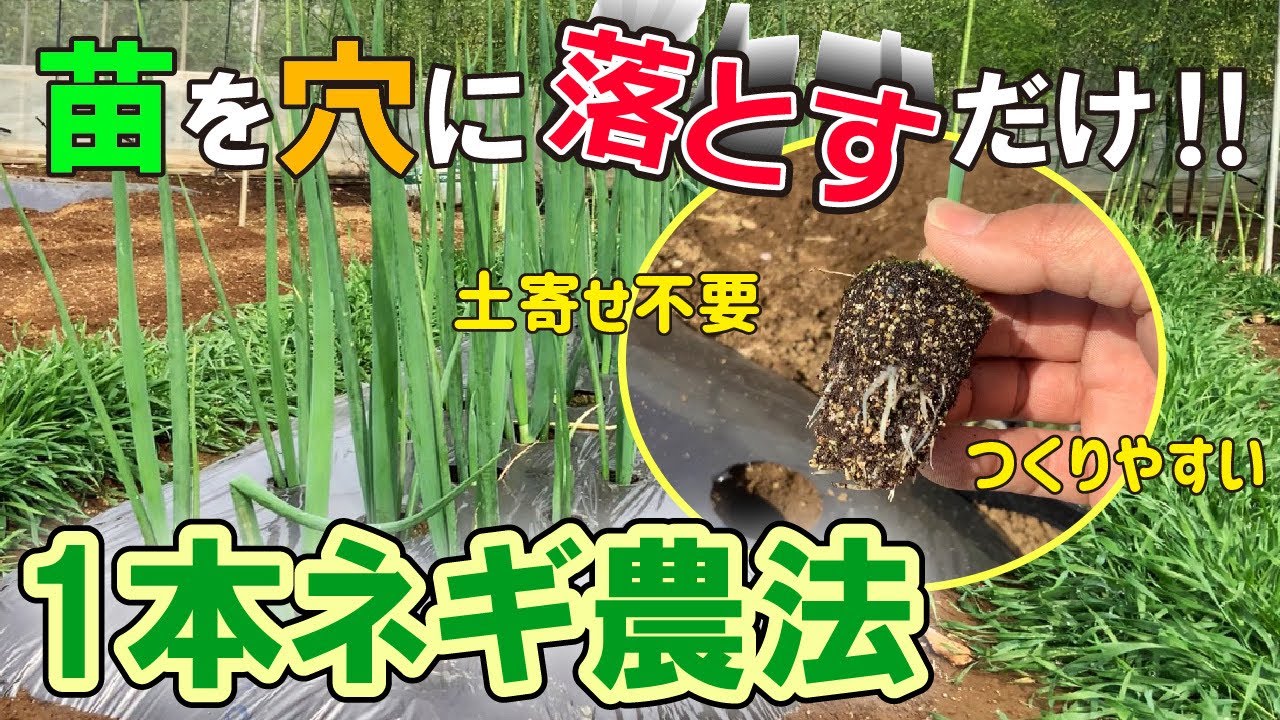 【改正版】１本ネギの栽培方法　タネのハシモト