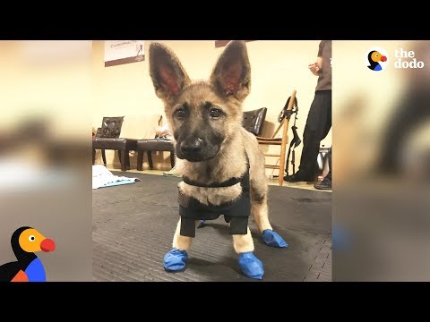 Puppy With Swimmer Syndrome Teaches Herself To Run - STARFISH | The Dodo