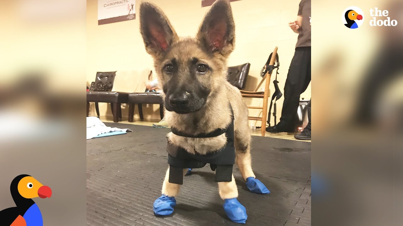 Puppy With Swimmer Syndrome Teaches Herself To Run
