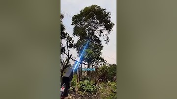 The Best Way To Cut Trees Ever