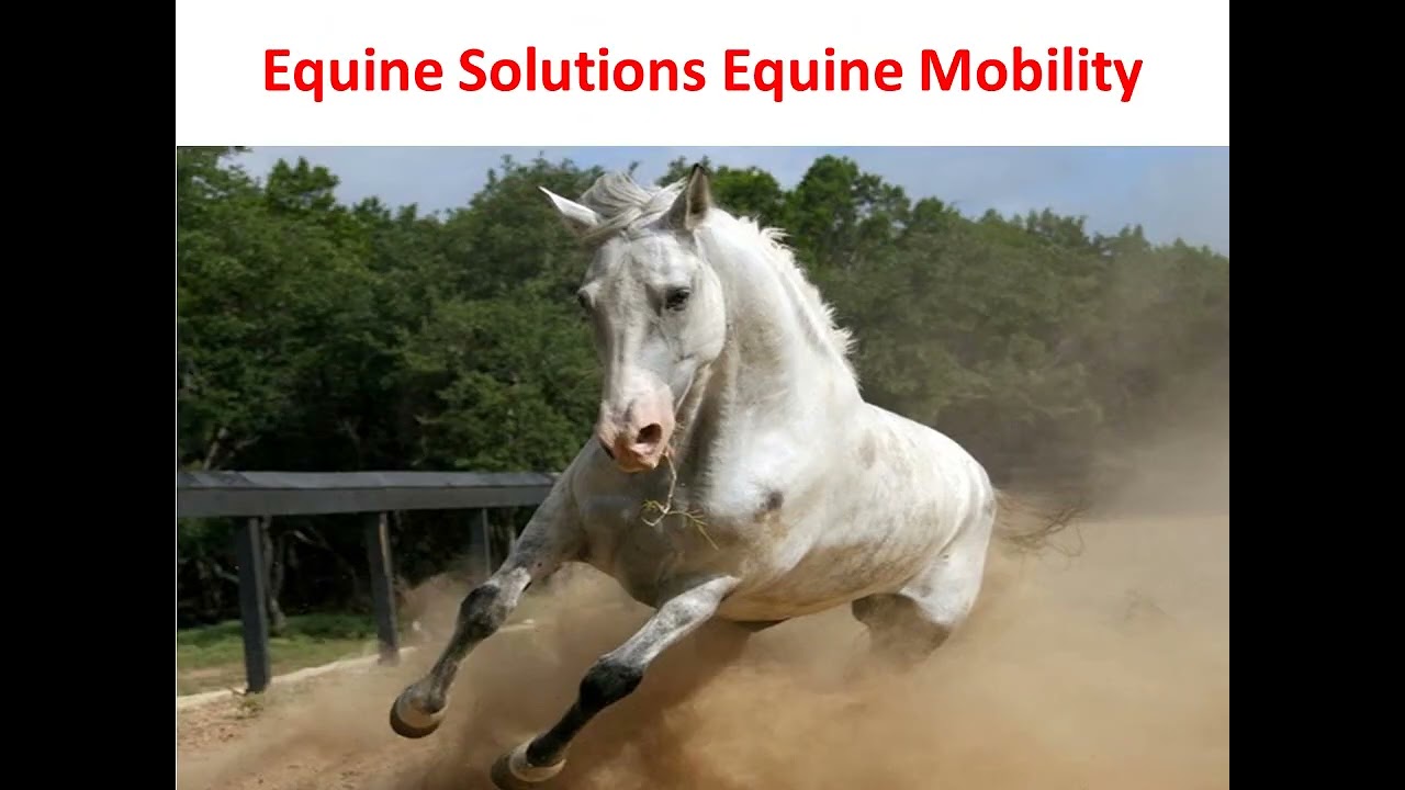 ⁣Precision Equine Solutions Equine Mobility