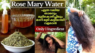 Rosemary Water For Faster Hair Growthhow To Use Rosemary Leaves For Hairgrowthhair Regrowth Pack