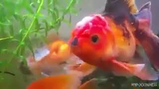 Pez Hitler-Dank