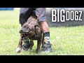 My Protection Dogs Have Given Me Scars | BIG DOGZ