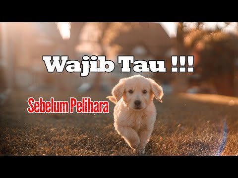 Video: Apakah Dupa Buruk untuk Anjing?