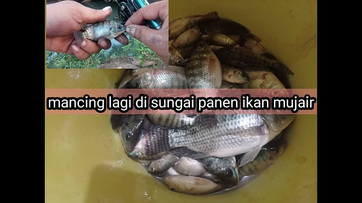 Mancing hari ini di sungai panen ikan mujair
