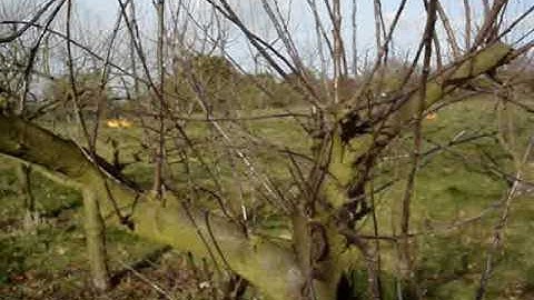 apple tree restoration watershoot video 1