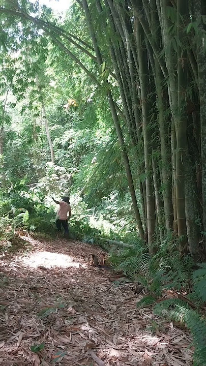 omg big snake  snake in the bamboo