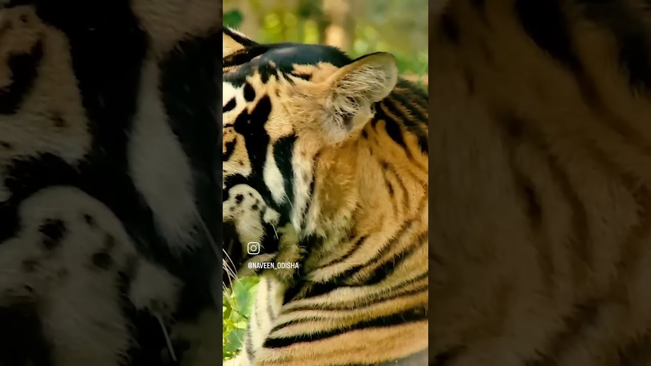 Mo Odisha naveenodisha naveenpatnaik nationaltourism YouTube Mo Odisha naveenodisha naveenpatnaik nationaltourism YouTube