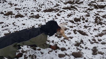 Gordonsetter hunting