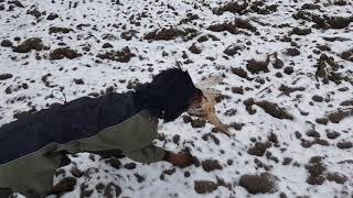 Gordonsetter Hunting