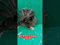 American breeder male pigeon 2222022