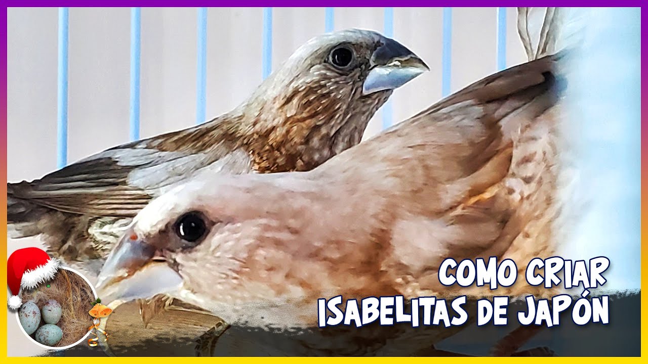 COMO CRIAR ISABELITAS DE JAPÓN🦜