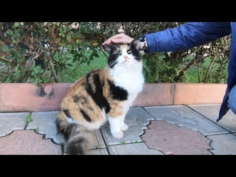 cute fluffy calico cats