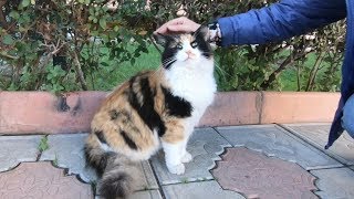 Fluffy calico cat is so cute