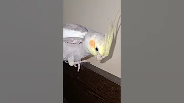 Kukkooo Trending Reels Birds Cockatiel Cute Viral Pets Funny Viralvideo 2025 Instagram 