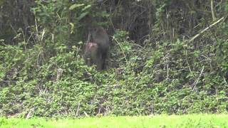 Baboons arse