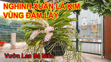 Nghinh Xuân Lá Kim Vùng Đầm Lầy