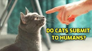 How Do Cats Show Submission To Humans?