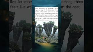 Download Lagu Strange Trees That Look Like They're From Another Planet MP3 Download Lagu Strange Trees That Look Like They're From Another Planet MP3