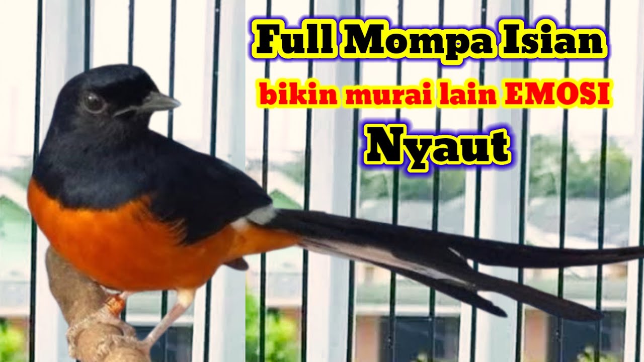 SUARA Pancingan Murai Batu MOMPA ISIAN bikin murai lain KERASUKAN ROH Juara || murai batu gacor